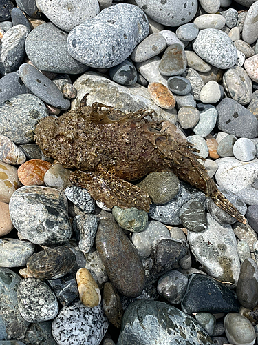 オニオコゼの釣果