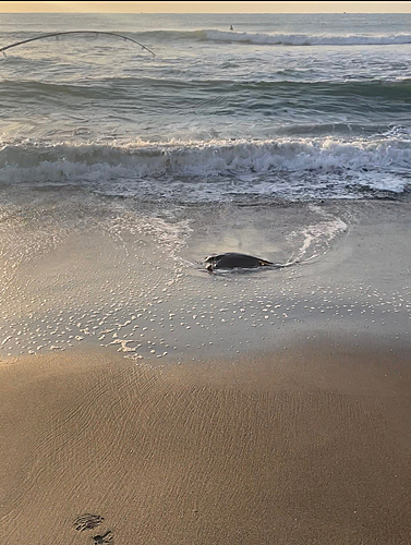 エイの釣果