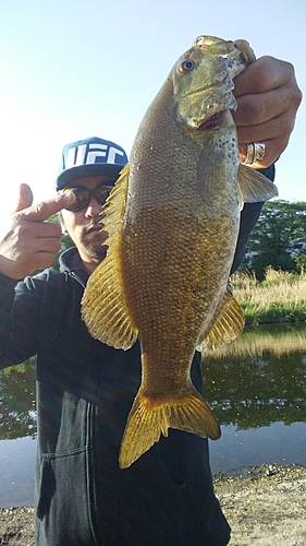 スモールマウスバスの釣果