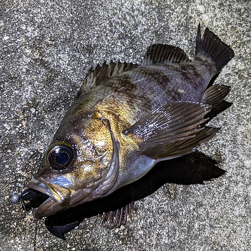 メバルの釣果