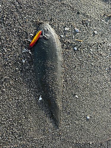 シタビラメの釣果