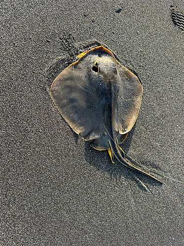 アカエイの釣果