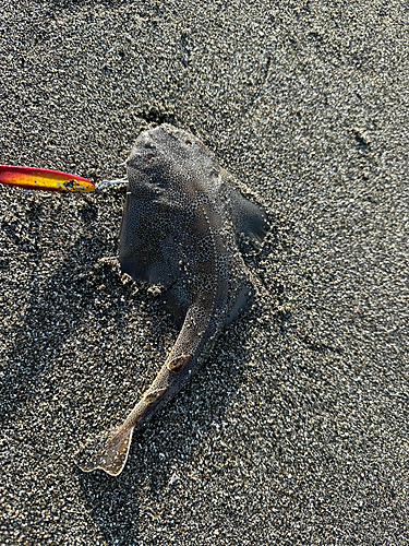 カスザメの釣果