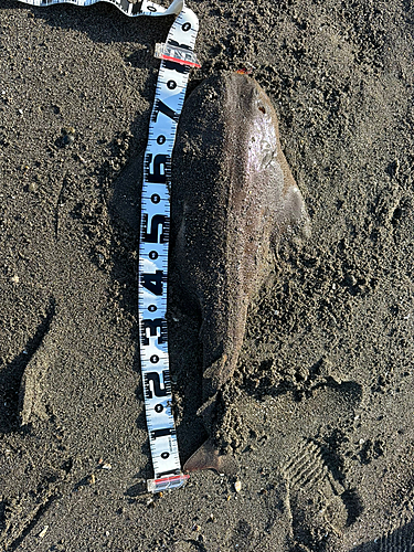 カスザメの釣果