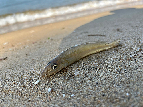 シロギスの釣果