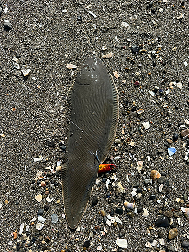 シタビラメの釣果