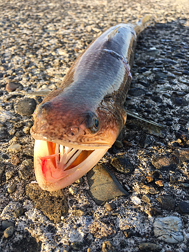 エソの釣果