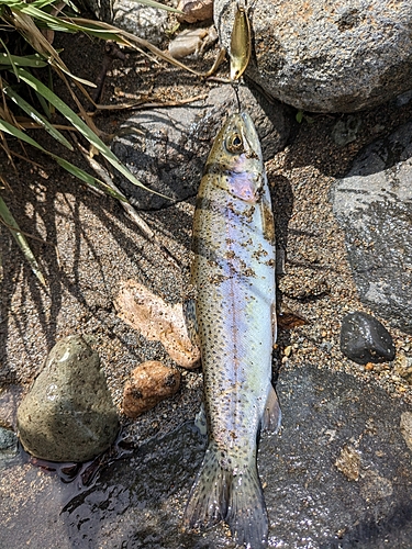 ニジマスの釣果