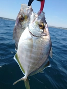 カイワリの釣果