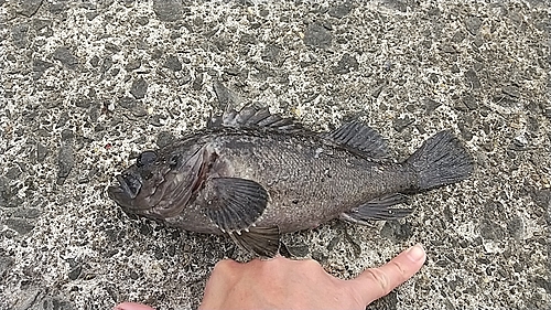 クロソイの釣果