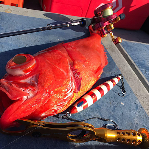 キンメダイの釣果