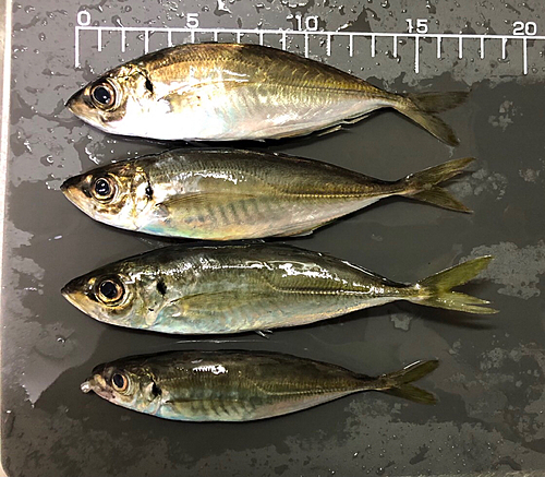 アジの釣果