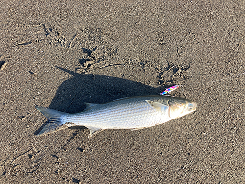 ボラの釣果