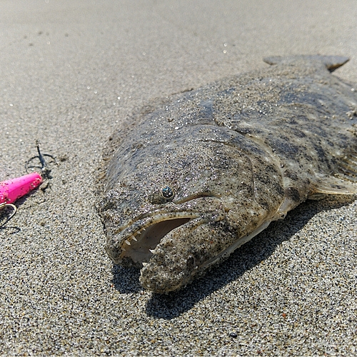 ヒラメの釣果