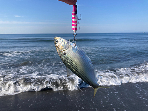 コノシロの釣果