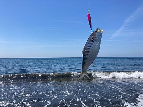 コノシロの釣果