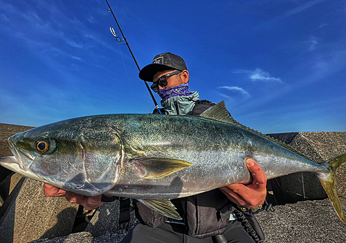 ワラサの釣果