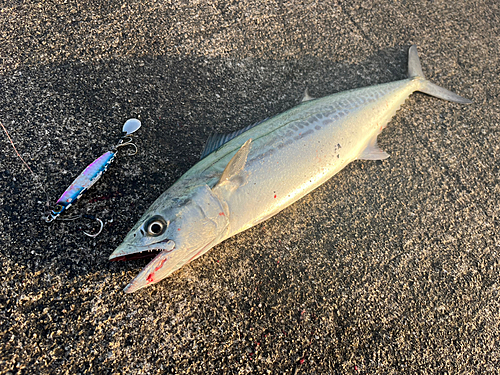 サゴシの釣果