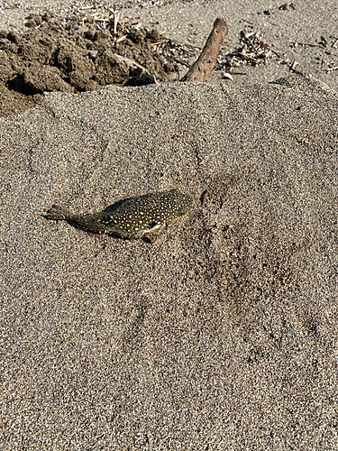 クサフグの釣果