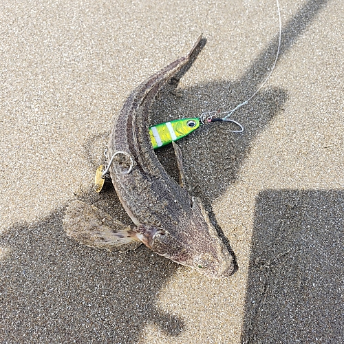 コチの釣果