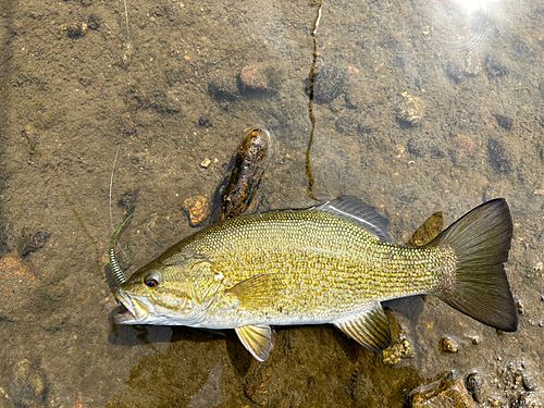 スモールマウスバスの釣果