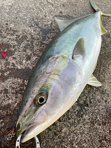 ブリの釣果