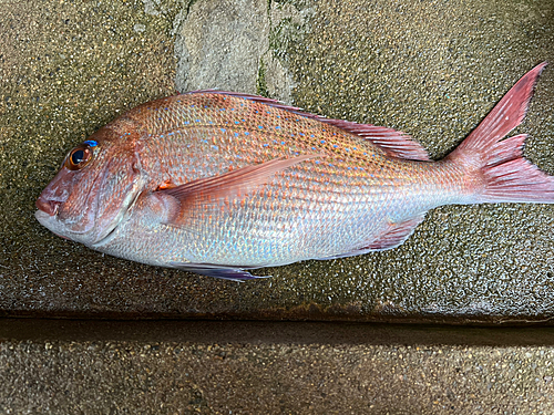 タイの釣果