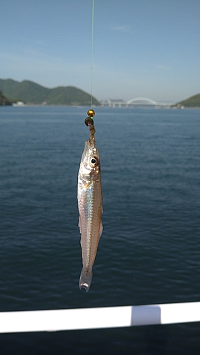 キスの釣果