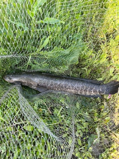 ライギョの釣果