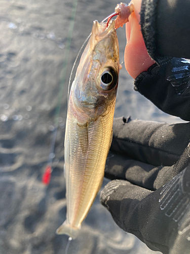 シロギスの釣果