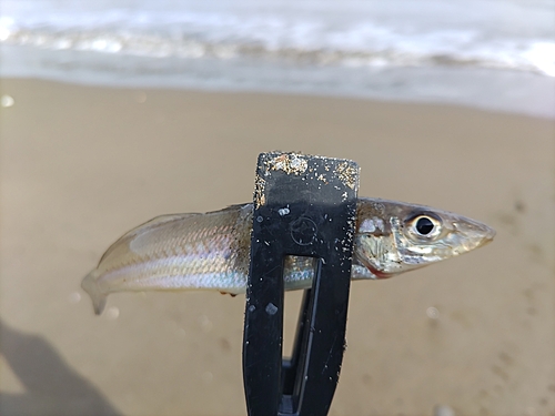 キスの釣果