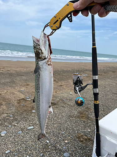 サゴシの釣果