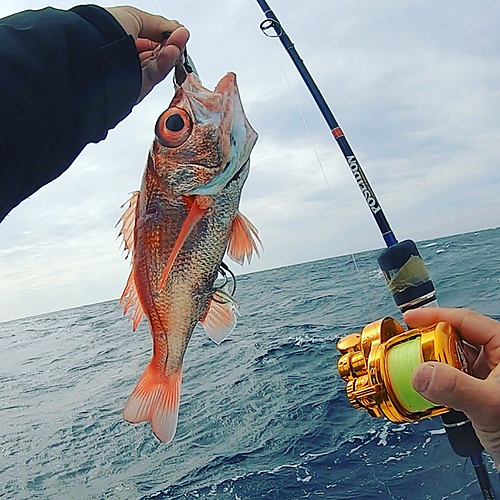 アカムツの釣果