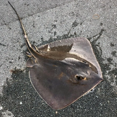 アカエイの釣果