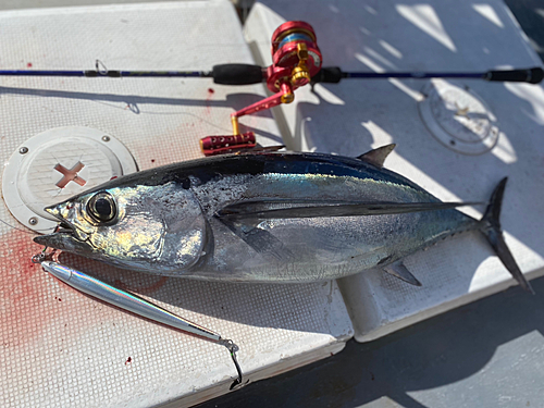 ビンチョウマグロの釣果