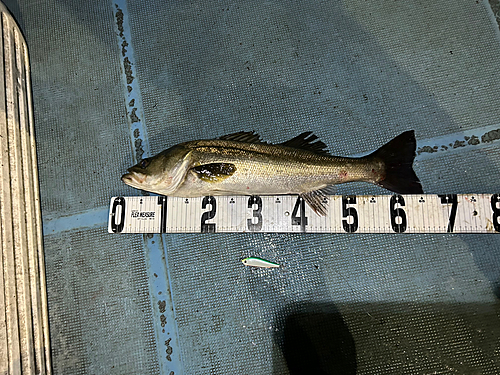 シーバスの釣果