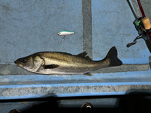 シーバスの釣果