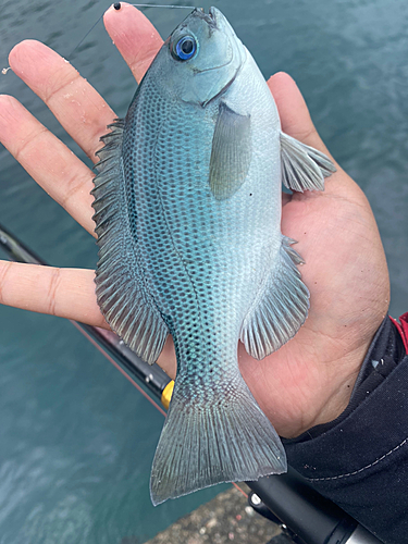 メジナの釣果