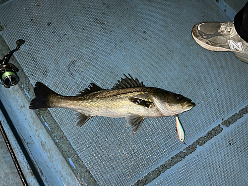 シーバスの釣果