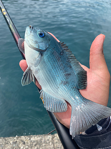 メジナの釣果