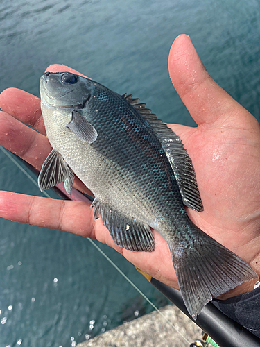 メジナの釣果