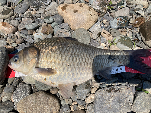 ヘラブナの釣果