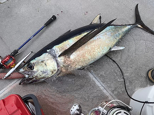 ビンチョウマグロの釣果