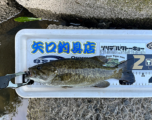 スモールマウスバスの釣果