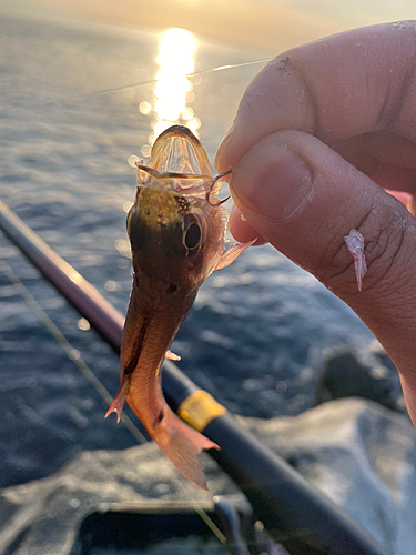 メジナの釣果