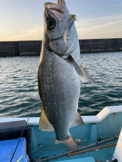 ヒラスズキの釣果