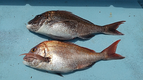 タイの釣果