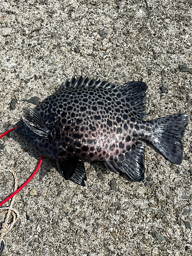 イシガキダイの釣果