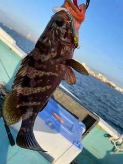 キジハタの釣果