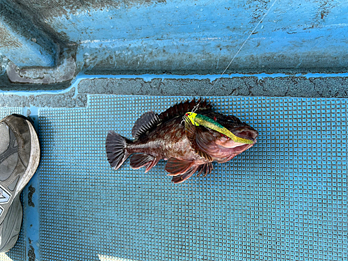 カサゴの釣果